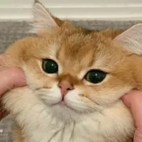 JJK系列