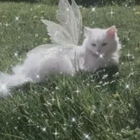 猫武士幻想