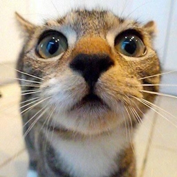 猫猫弹跳