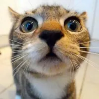 猫猫弹跳