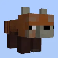 小熊猫