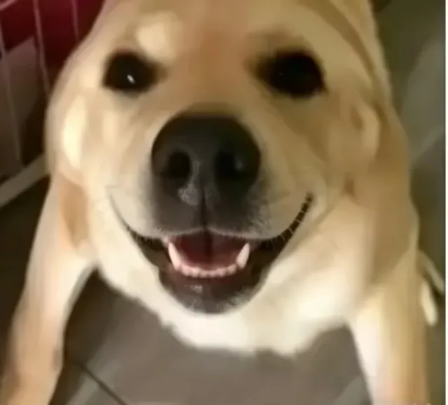 大狗红皇后
