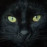 CatVision(旧版)