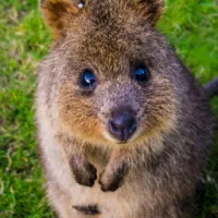 MrQuokka的机械动力+