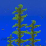 海带肥料