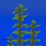海带肥料