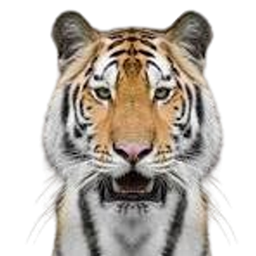 猛虎体验