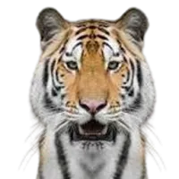 猛虎体验