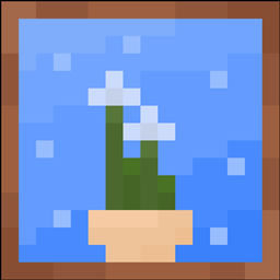 月光花