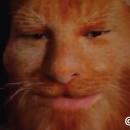 我是猫