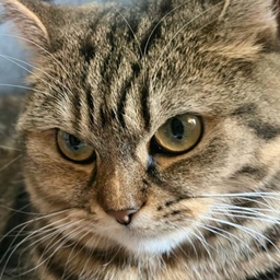 猫域