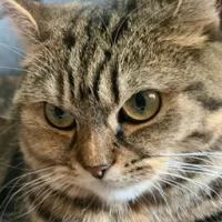 猫域