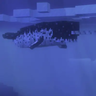Animal Garden - Narwhal