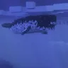 Animal Garden - Narwhal