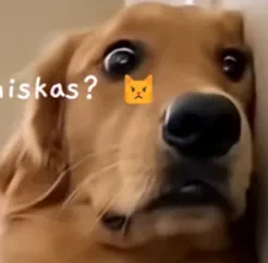 更好的原版法术