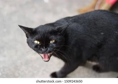愤怒的猫叫声 黑猫