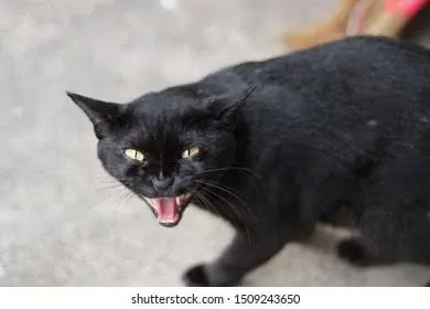 愤怒的猫叫声 黑猫
