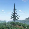 巨型松树