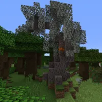 New Woods