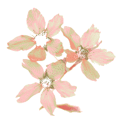樱花库