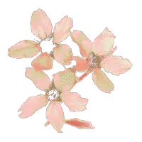 樱花库