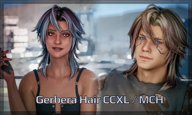 非洲菊 M F CCXL MCH Hair