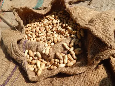 Nutsack的不诚信商店