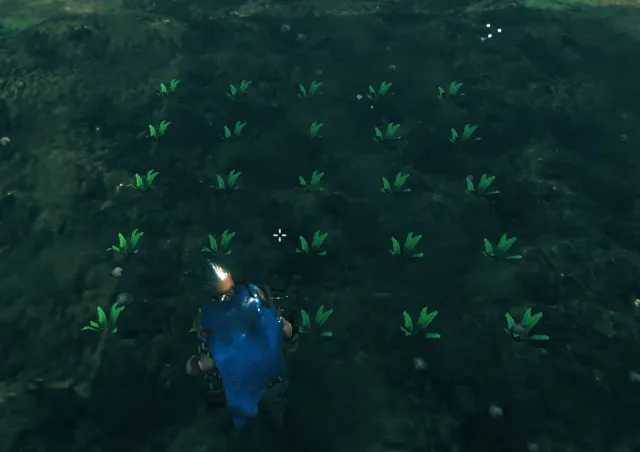 大规模种植