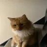 喵自动
