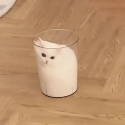 科西特 2