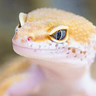 GeckoLib 盔甲兼容