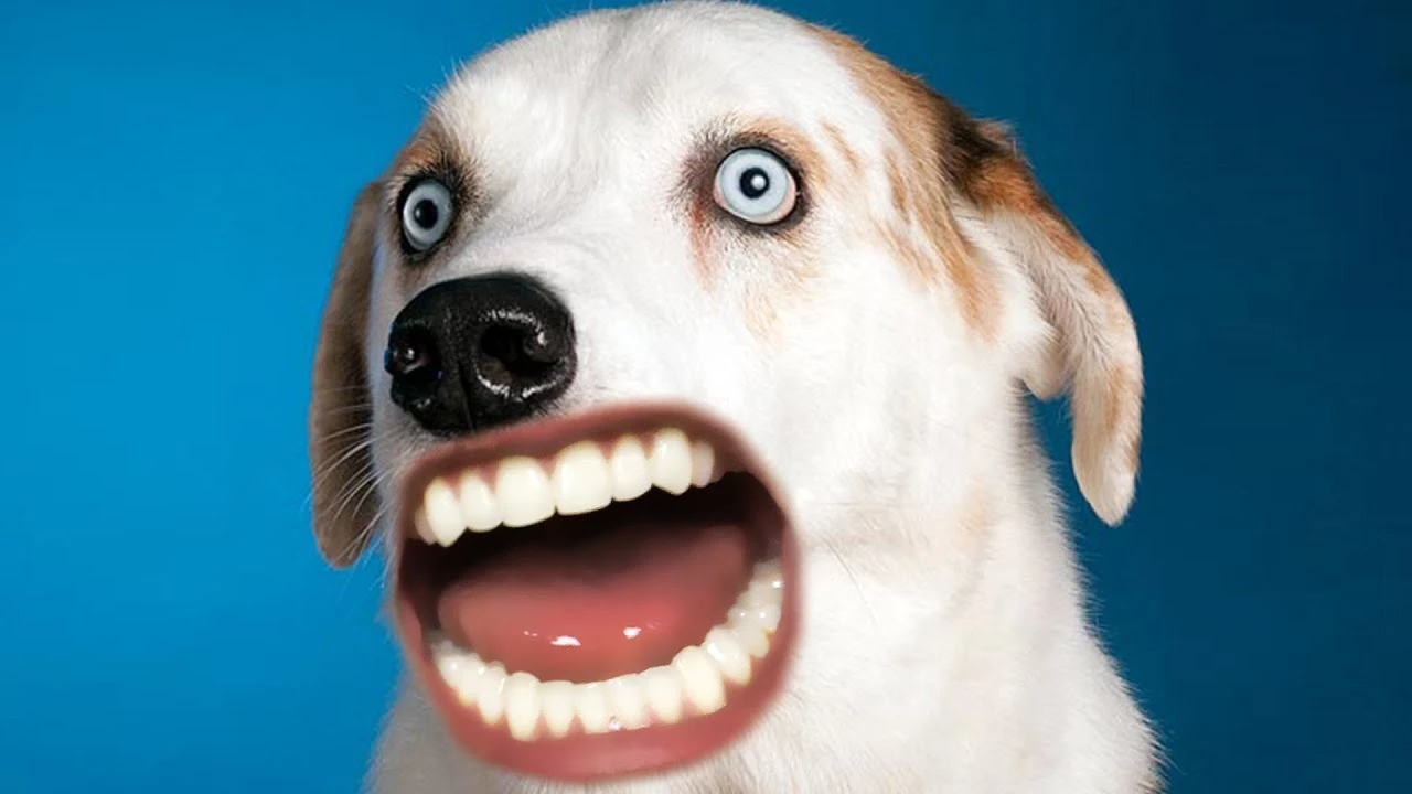 Markiplier看门狗