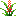 野花