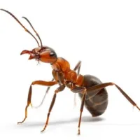 反恶心技术（ANT）包