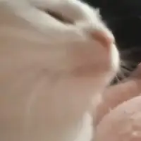catJAM