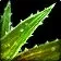 裂开的植物